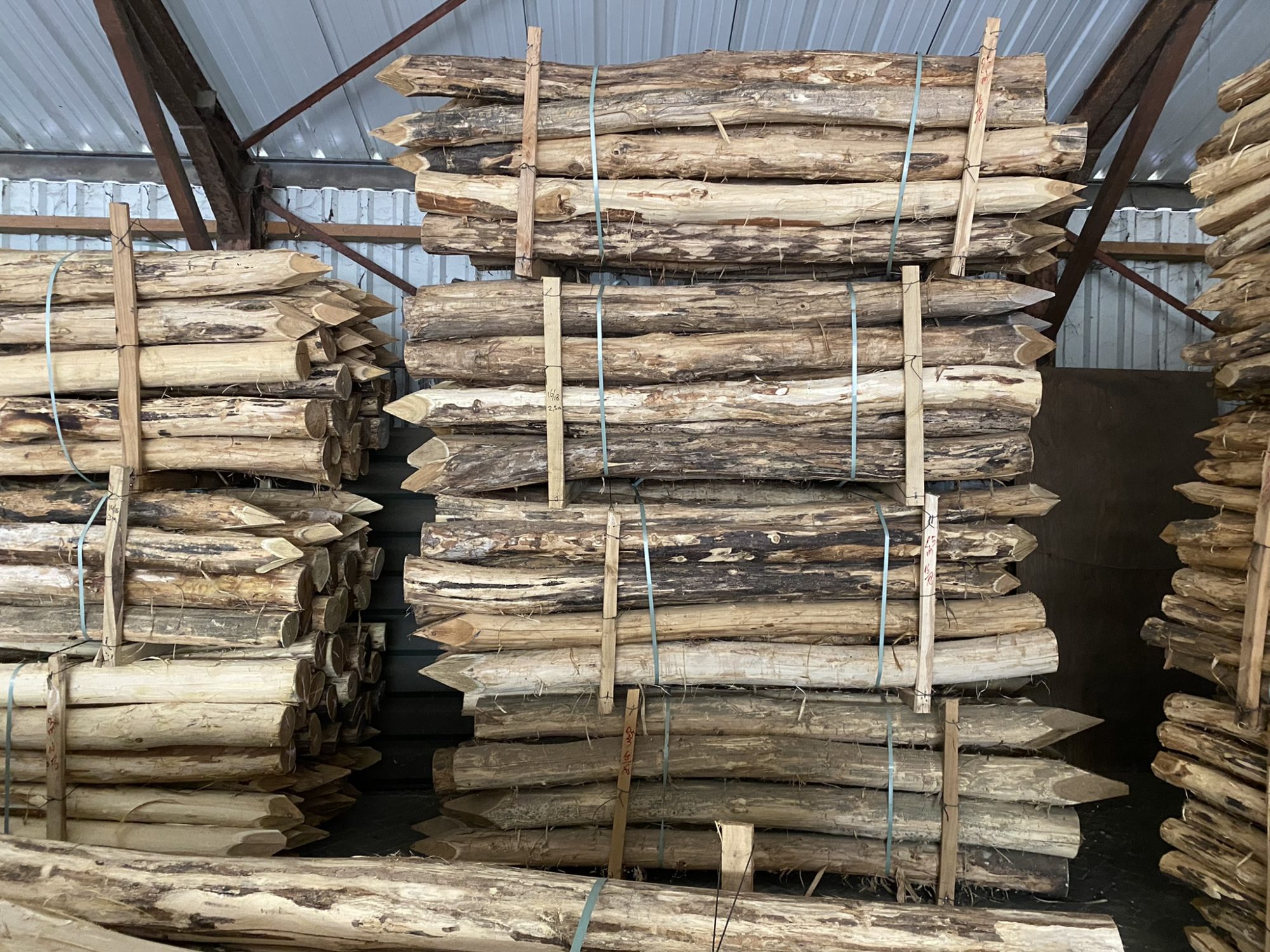 Robinia paal 16-18-1