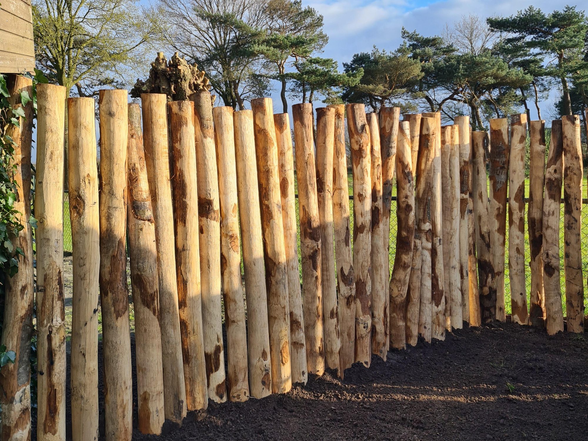 Kastanje paal 12-14 cm